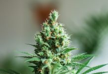 Discover More About Lifter CBD Strain Flower