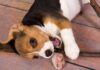 Health Benefits and Cons of Owning a Pet