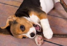 Health Benefits and Cons of Owning a Pet