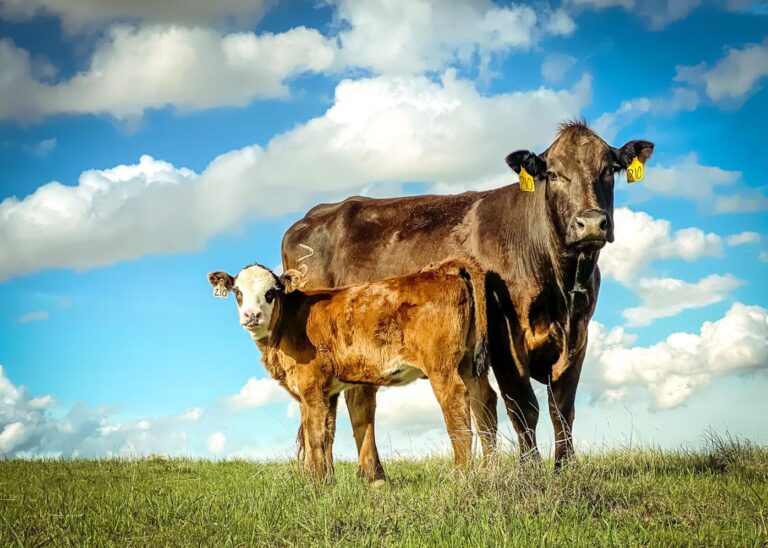 Interesting Facts About Beef and Cattle Verge Campus