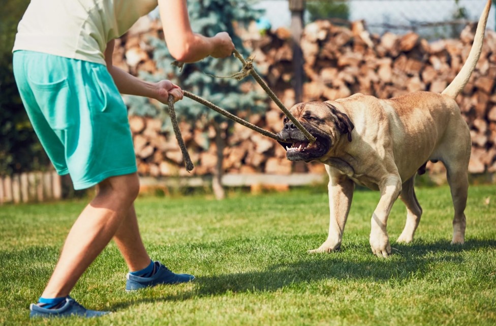 How To Train Your Dog To Redirect His Aggression Verge Campus