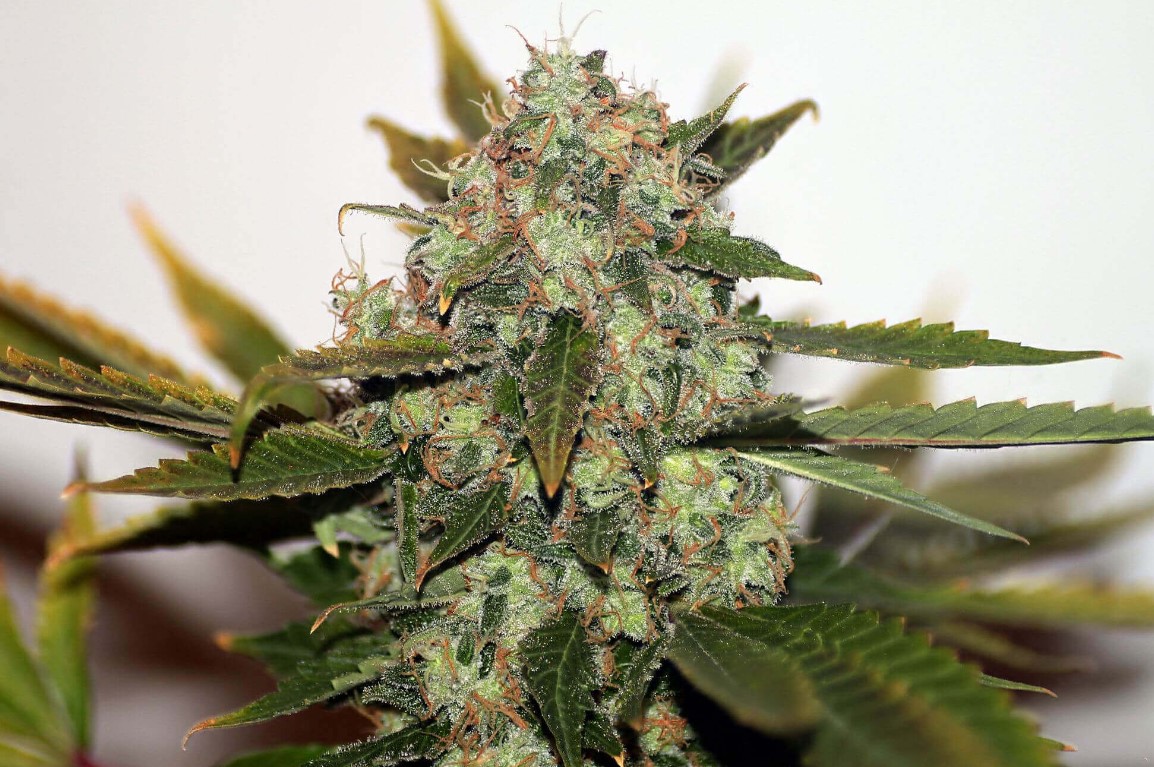 5 StrongestSmelling Marijuana Strains Verge Campus