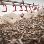Feathering Success A Comprehensive Guide to Essential Poultry Equipment