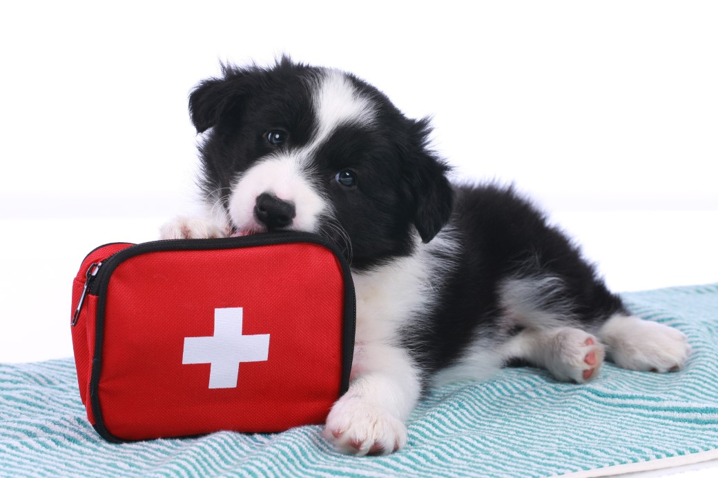 pet-first-aid-essentials-6-tips-every-pet-owner-should-know-verge